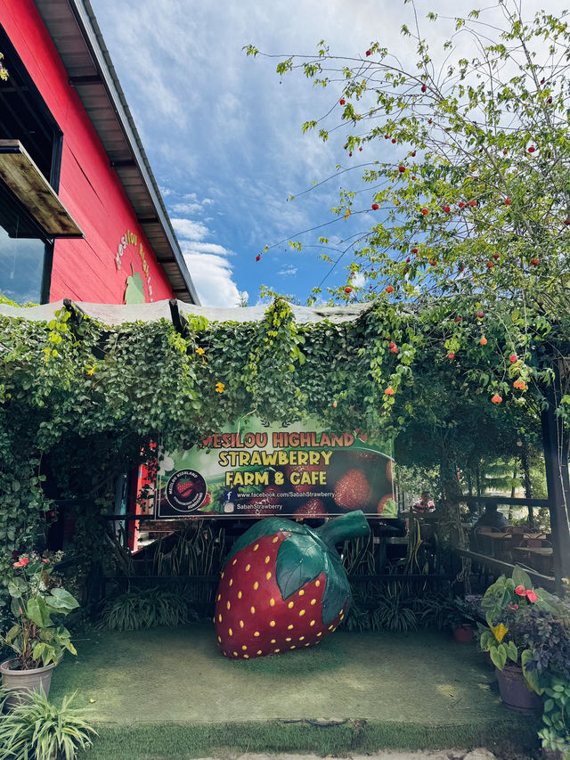 Strawberry Farm with a Whimsical Twist 