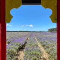 Southern Hemisphere's Largest Organic Lavender Farm is OPEN! 💜🌿