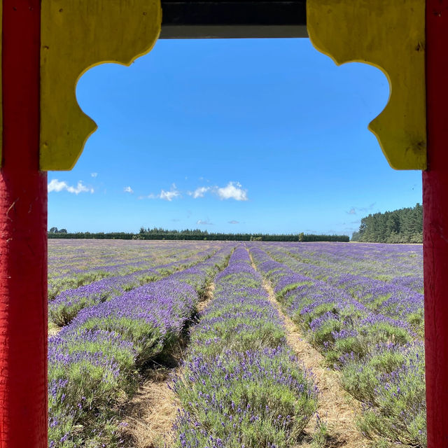 Southern Hemisphere's Largest Organic Lavender Farm is OPEN! 💜🌿
