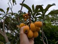 Tasting Nagasaki 長崎