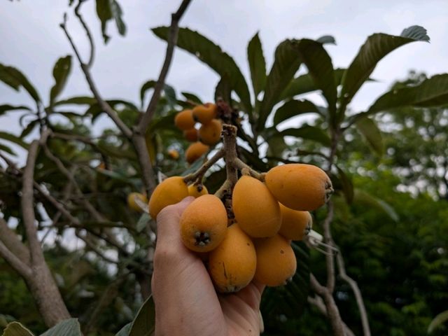 Tasting Nagasaki 長崎