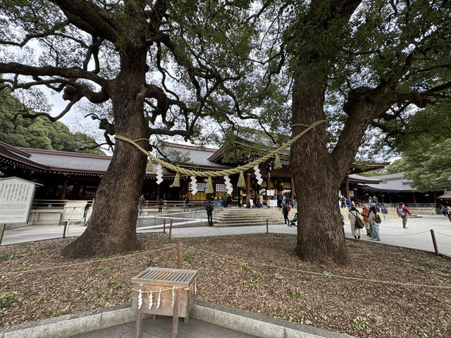 ⛩️ Shrine Among the Trees: Meiji Jingu’s Beauty Meets Tokyo’s Buzz 🌲