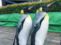 與企鵝🐧一起散步 ….登別 海洋公園 