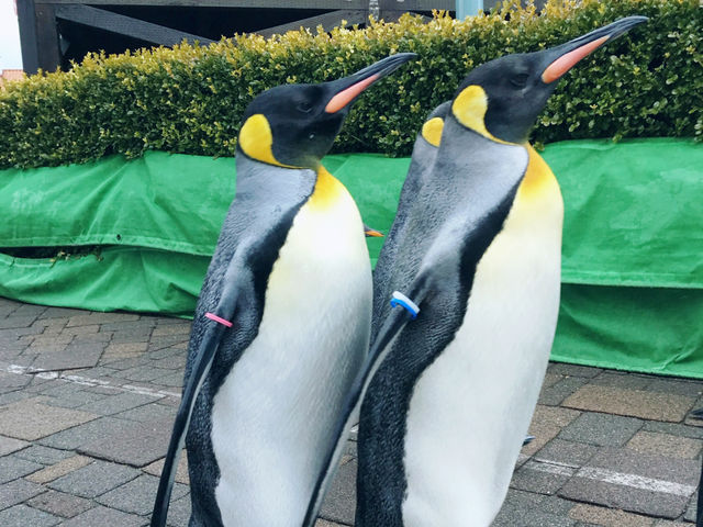與企鵝🐧一起散步 ….登別 海洋公園 