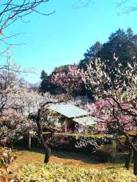 Shinjuku Gyoen National Garden – Tokyo’s Tranquil Heartbeat