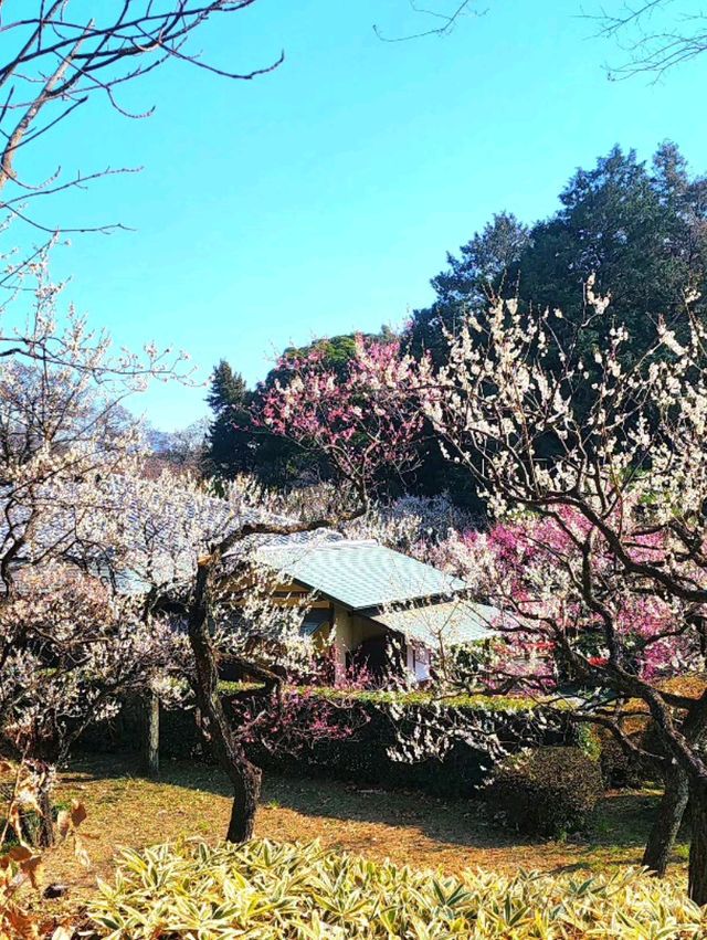 Shinjuku Gyoen National Garden – Tokyo’s Tranquil Heartbeat