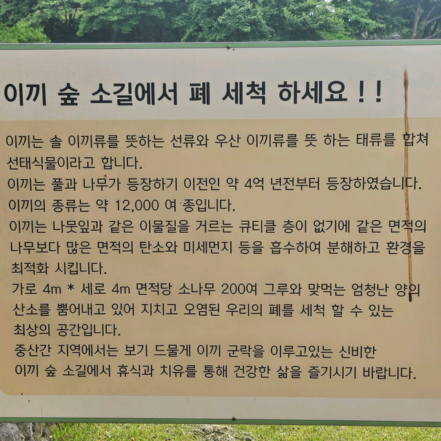 💘🫧제주시 애월 이끼숲소길 카페