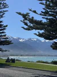 🇳🇿Kaikoura: A Paradise for Whale Watchers and Nature Lovers