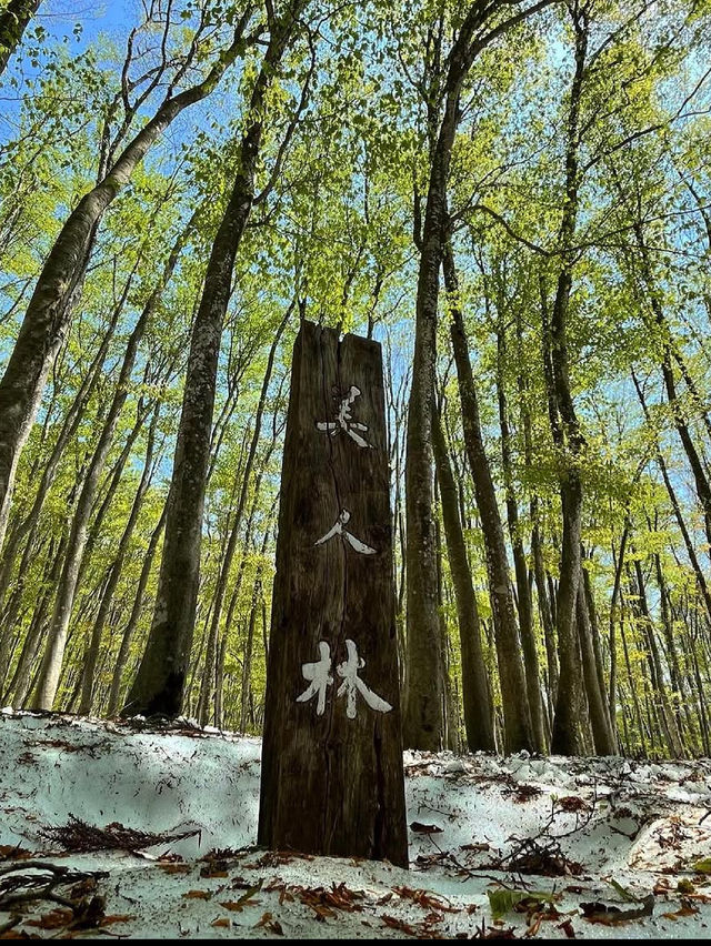 静けさと美しさに包まれる森。美人林で心ほどけるひととき🌳