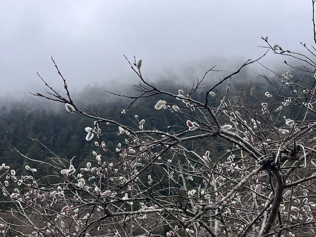 Spring’s First Breath in Huanglong Valley