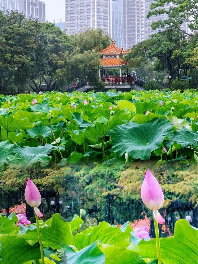 洪湖公園賞荷聽雨