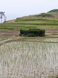 海に続く棚田の絶景🌾白米千枚田で心ほどける自然旅