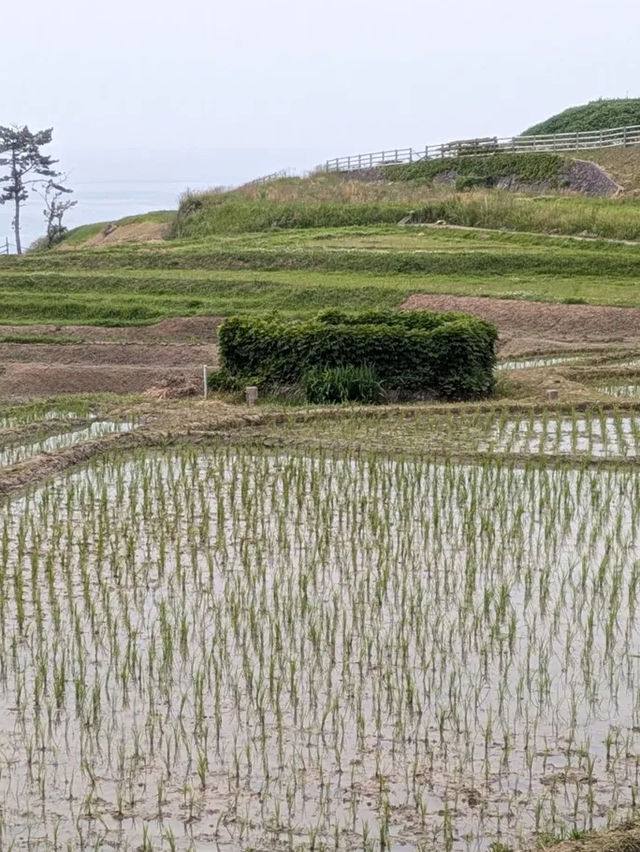 海に続く棚田の絶景🌾白米千枚田で心ほどける自然旅
