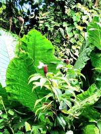 The blooming flora of Bukit Batok Town Park