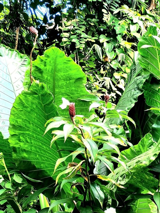 The blooming flora of Bukit Batok Town Park