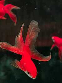 ไปดูศิลปะที่คู่กับปลาที่ ART AQUARIUM MUSEUM !