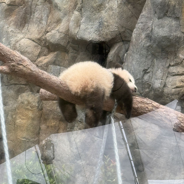 香港海洋公園：熊貓經濟 🐼🤣