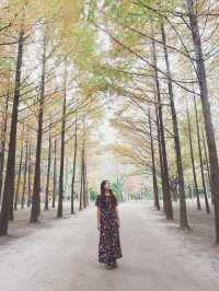A Whimsical Day at Nami Island & Petite France 🌿✨