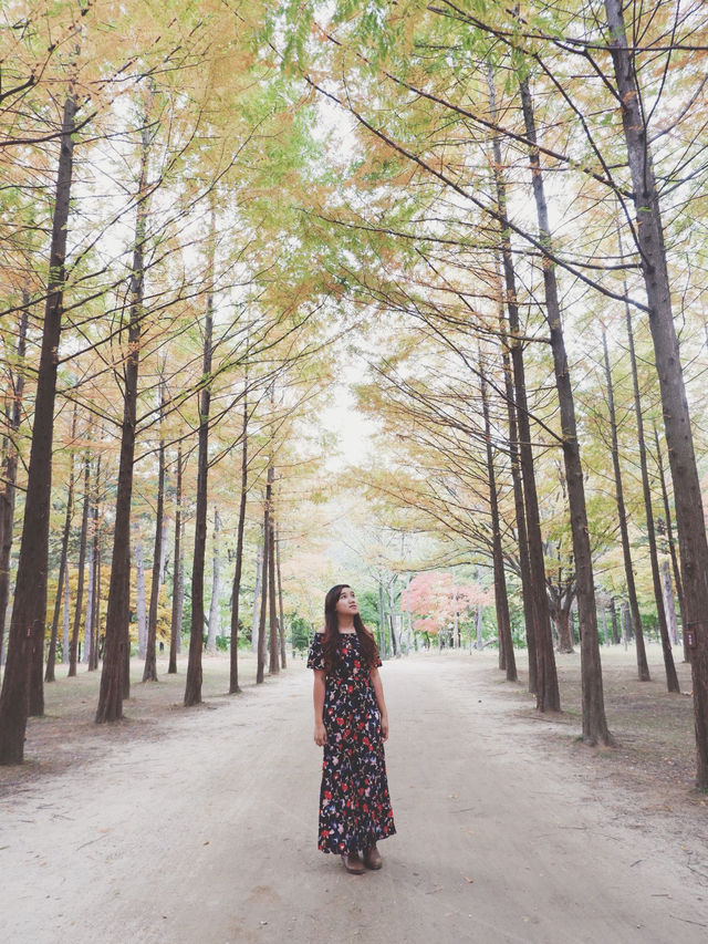 A Whimsical Day at Nami Island & Petite France 🌿✨
