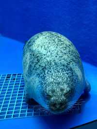 探索海底世界的美麗Xpark水族館