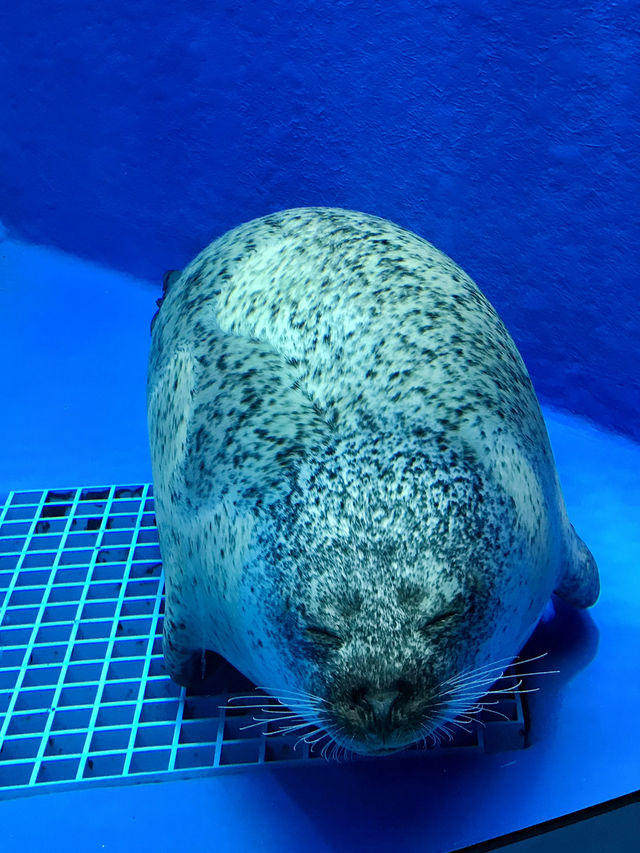 探索海底世界的美麗Xpark水族館