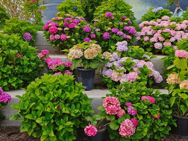 The decoration of blossoming hydrangeas at Jangsaengpo