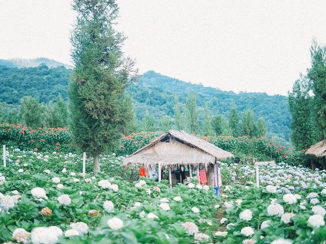 ทุ่งดอกไฮเดรนเยีย ขุนแปะ
