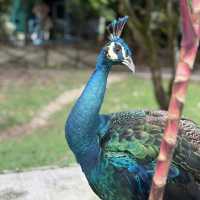 Colorful Birds, but Not Worth the Price – Be Careful with Kids!