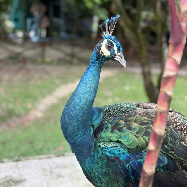 Colorful Birds, but Not Worth the Price – Be Careful with Kids!