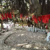 🌴 The Silent Witness: Hulishan’s Ancient Banyan Tree Whispers War & Peace!