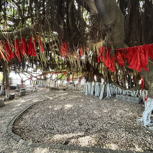 🌴 The Silent Witness: Hulishan’s Ancient Banyan Tree Whispers War & Peace!
