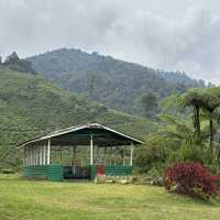 unique experience in a tea plantation & less crowd too!