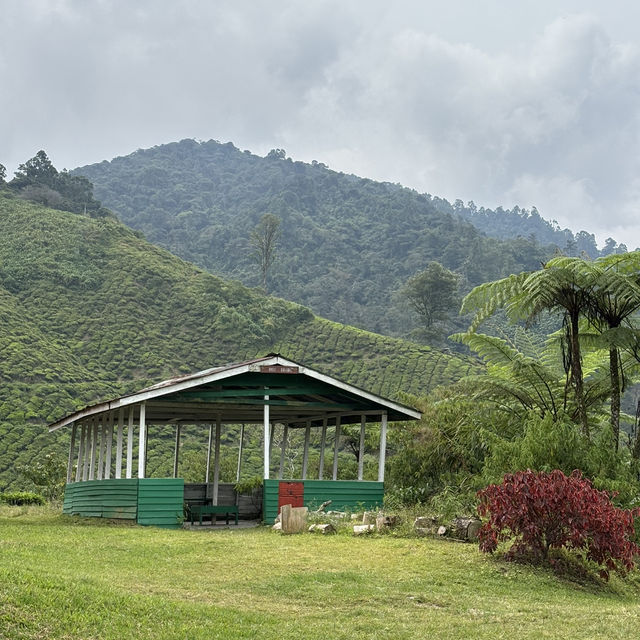 unique experience in a tea plantation & less crowd too!