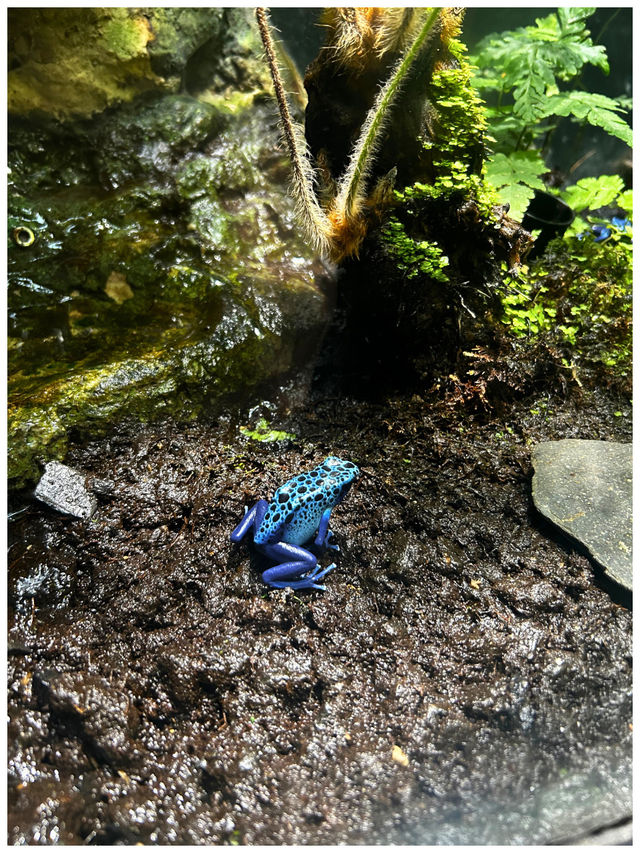 【東京/池袋】池袋ど真ん中！都会で楽しめサンシャイン水族館
