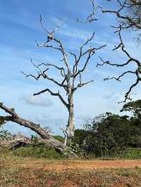 Fall in Love at Yala National Park 