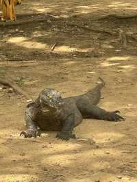 Labuan Bajo Day Trip: Islands, Dragons, and Beaches