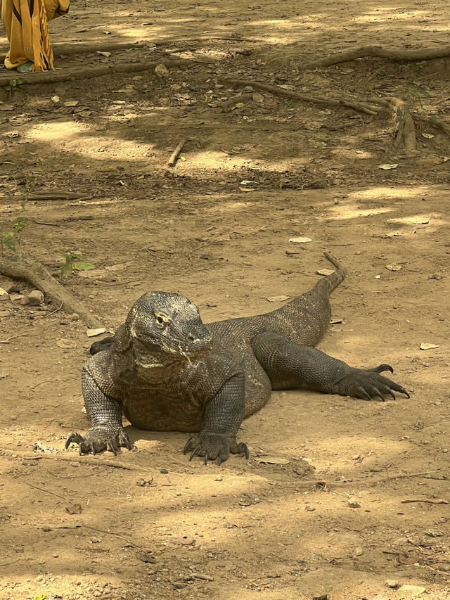 Labuan Bajo Day Trip: Islands, Dragons, and Beaches