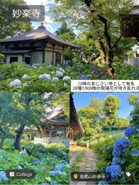 紫陽花穴場スポットと夏のイルミ《ランタンナイト》1日満喫コース