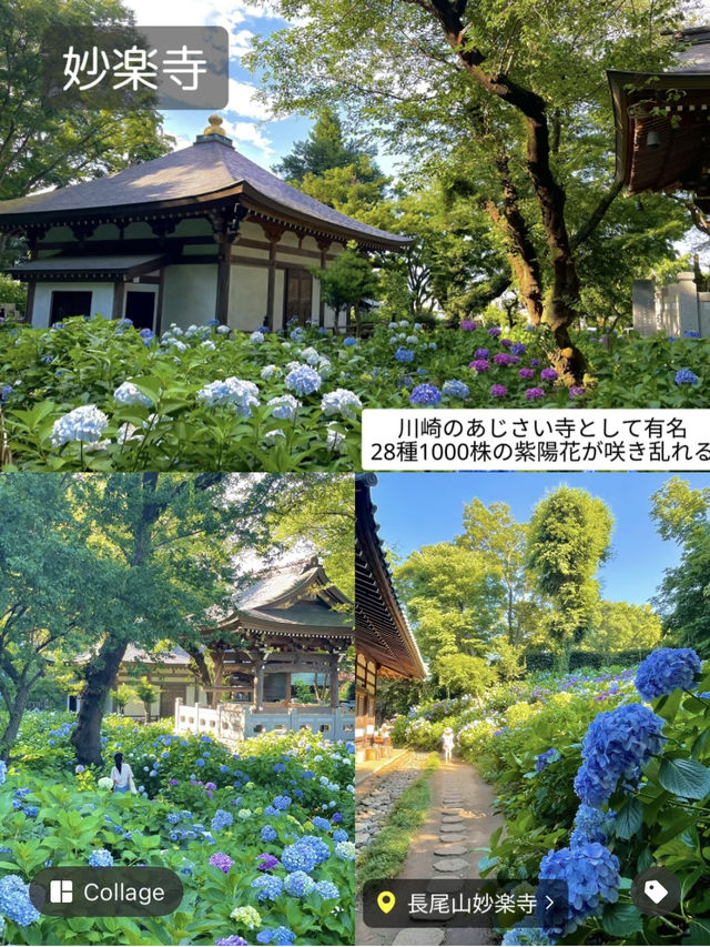 紫陽花穴場スポットと夏のイルミ《ランタンナイト》1日満喫コース