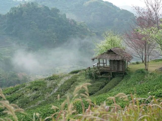 ไร่ชา2000สวยมาก