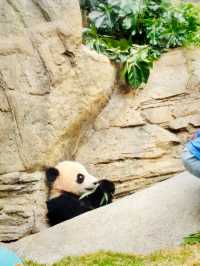 【黃竹坑】香港海洋公園：探訪大熊貓雙胞胎家姐細佬