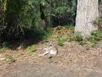 The Grampians local daytour, Melbourne, Australia