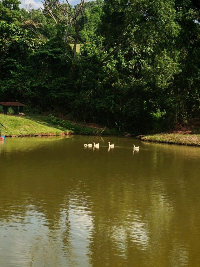 🍓 Farm Fresh @ UPM – A Fun & Fresh Escape from the City! 🐄🌾