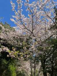 Spring in Fukuoka