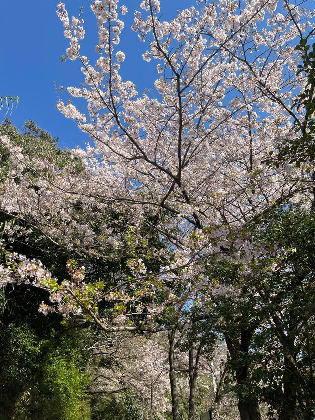 Spring in Fukuoka