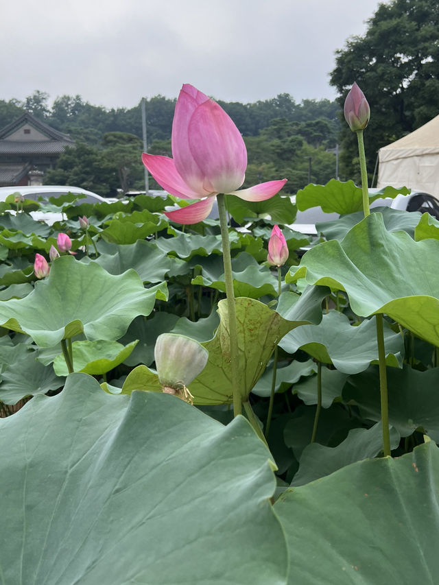 연꽃 그리고 봉은사