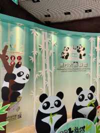 可愛的小熊貓落在澳門🐼🐼