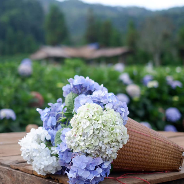 ดอกไฮเดรนเยียที่ขุนแปะ 💐