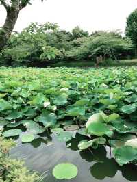【鎌倉　もうすぐ開花する鶴岡八幡宮のハス池🪷と快適なカフェ】