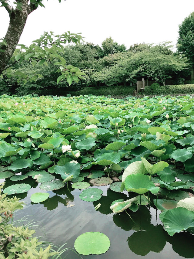 【鎌倉　もうすぐ開花する鶴岡八幡宮のハス池🪷と快適なカフェ】